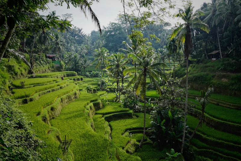 Bali budget food warung local
