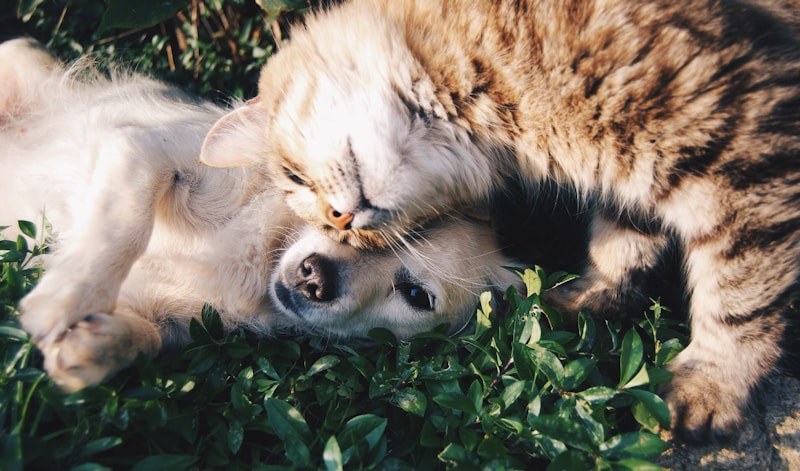 pet care house sitting cats dogs travel